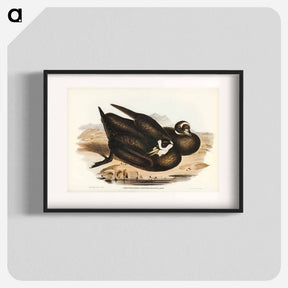 アートポスター-Spectacled Petrel
 - オーストラリアの鳥 Poster.