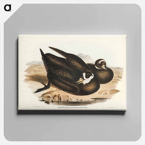 アートパネル-Spectacled Petrel
 - オーストラリアの鳥 Canvas.