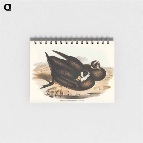 アートメモ帳-Spectacled Petrel
 - オーストラリアの鳥 Memo.