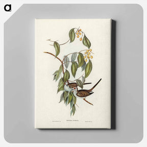 アートパネル-Graceful Ground Dove
 - ジョン グールド Canvas.