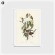 アートポストカード-Graceful Ground Dove
 - ジョン グールド Postcard.