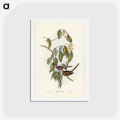 アートポストカード-Graceful Ground Dove
 - ジョン グールド Postcard.