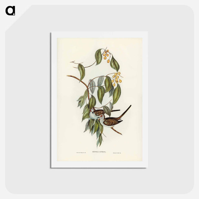 アートポストカード-Graceful Ground Dove
 - ジョン グールド Postcard.