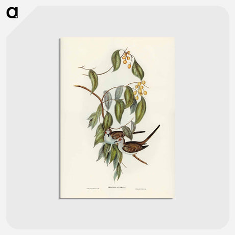 アートポストカード-Graceful Ground Dove
 - ジョン グールド Postcard.