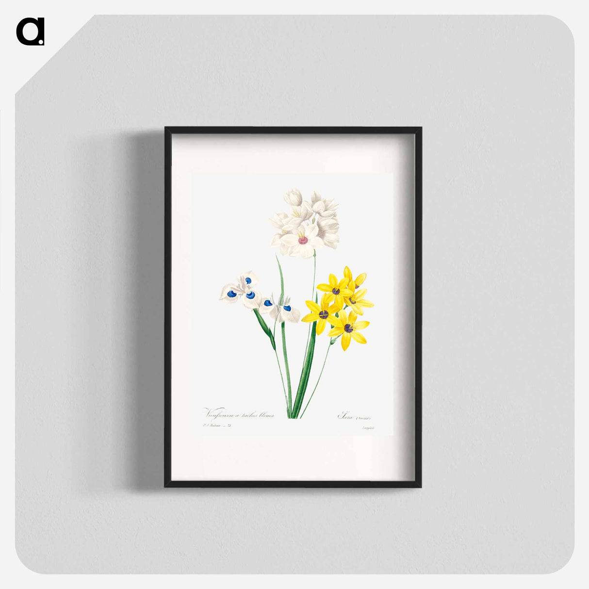 Corn lily - Pierre Joseph Redouté Poster.