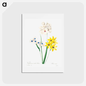 アートポストカード-Corn lily - ピエール ジョゼフ ルドゥーテ Postcard.