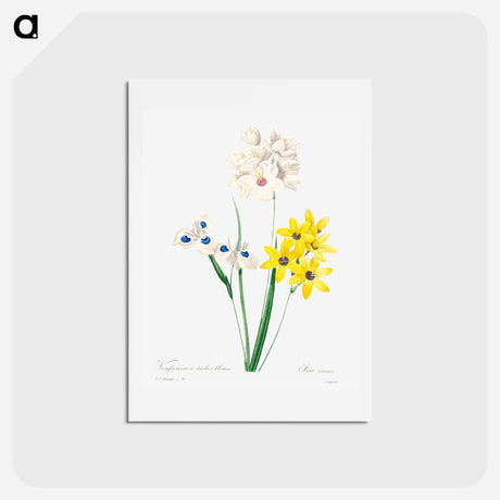 アートポストカード-Corn lily - ピエール ジョゼフ ルドゥーテ Postcard.