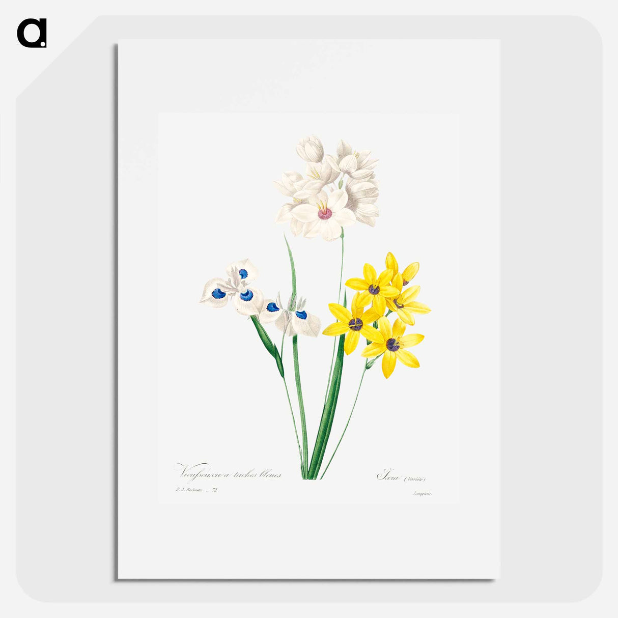 Corn lily - Pierre Joseph Redouté Poster.