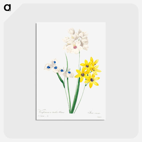 アートポストカード-Corn lily - ピエール ジョゼフ ルドゥーテ Postcard.