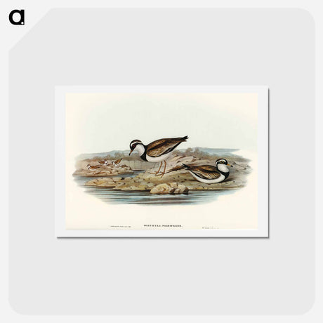 アートポストカード-Black-fronted Dottrel
 - オーストラリアの鳥 Postcard.