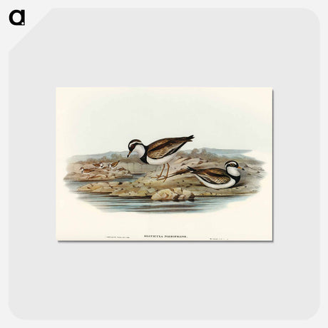 アートポストカード-Black-fronted Dottrel
 - オーストラリアの鳥 Postcard.