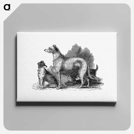 アートパネル-Scottish Deerhound
 - 大英図書館 Canvas.
