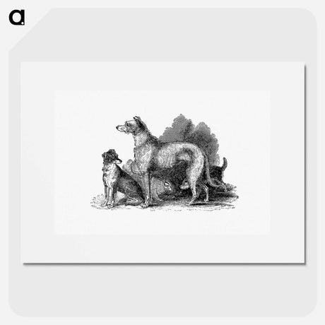 アートポスター-Scottish Deerhound
 - 大英図書館 Poster.