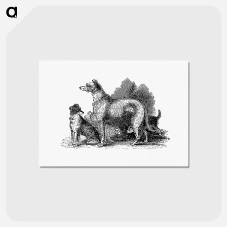 アートポストカード-Scottish Deerhound
 - 大英図書館 Postcard.