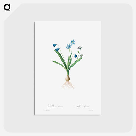 アートポストカード-Scilla Amaena
 - クリーブランド美術館 Postcard.