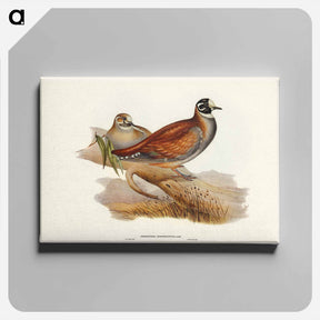 アートパネル-Harlequin Bronze-wing
 - ジョン グールド Canvas.