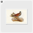 アートポストカード-Harlequin Bronze-wing
 - ジョン グールド Postcard.