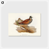 アートポストカード-Harlequin Bronze-wing
 - ジョン グールド Postcard.