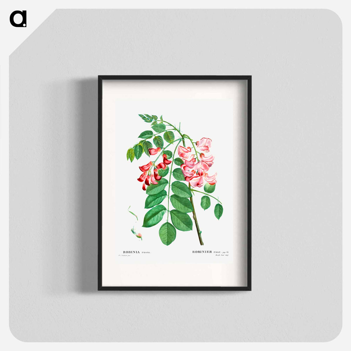 Robinia rosea (Robinier rose) - Pierre Joseph Redouté Poster.