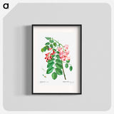 Robinia rosea (Robinier rose) - Pierre Joseph Redouté Poster.
