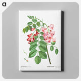 6-71_Pierre-Joseph-Redoute_canvas
