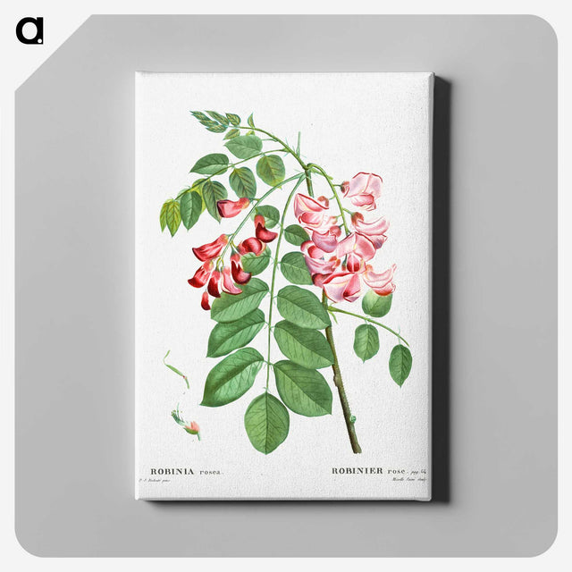 6-71_Pierre-Joseph-Redoute_canvas
