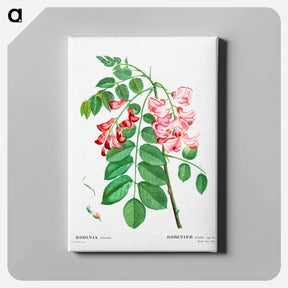 アートパネル-Robinia rosea (Robinier rose) - ピエール ジョゼフ ルドゥーテ Canvas.