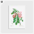 アートポストカード-Robinia rosea (Robinier rose) - ピエール ジョゼフ ルドゥーテ Postcard.