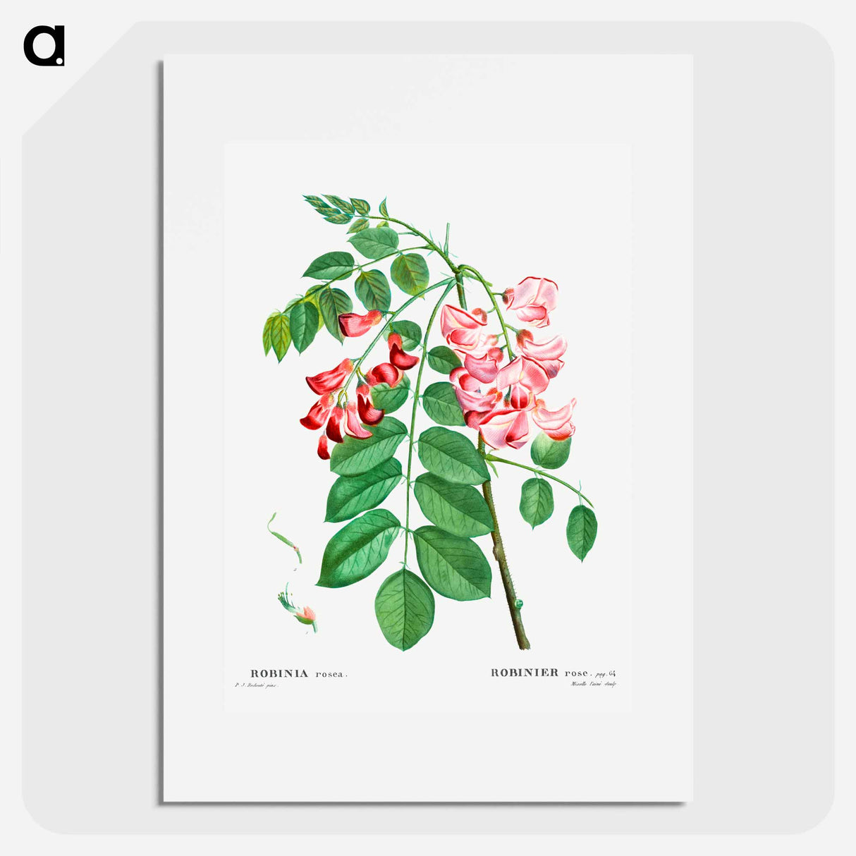 Robinia rosea (Robinier rose) - Pierre Joseph Redouté Poster.