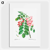 Robinia rosea (Robinier rose) - Pierre Joseph Redouté Poster.