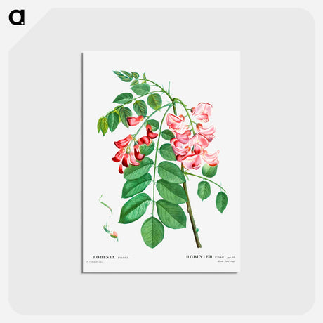 アートポストカード-Robinia rosea (Robinier rose) - ピエール ジョゼフ ルドゥーテ Postcard.