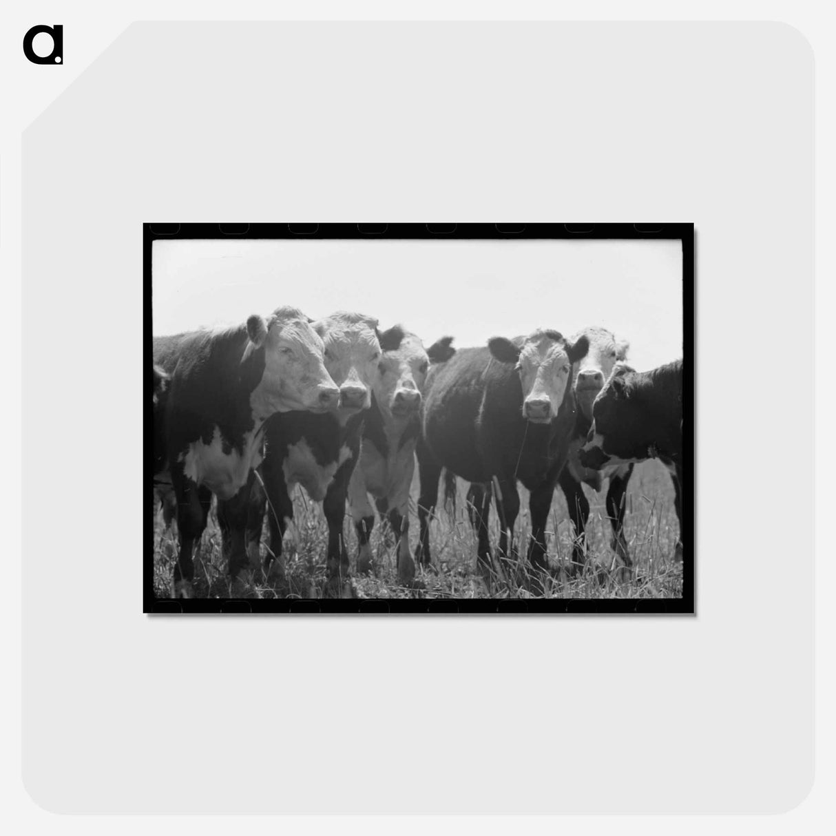 アートポストカード-Yearlings, Cruzen Ranch
 - ラッセル リー Postcard.