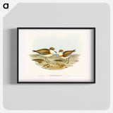 Allied Dottrel
 - オーストラリアの鳥 Poster.