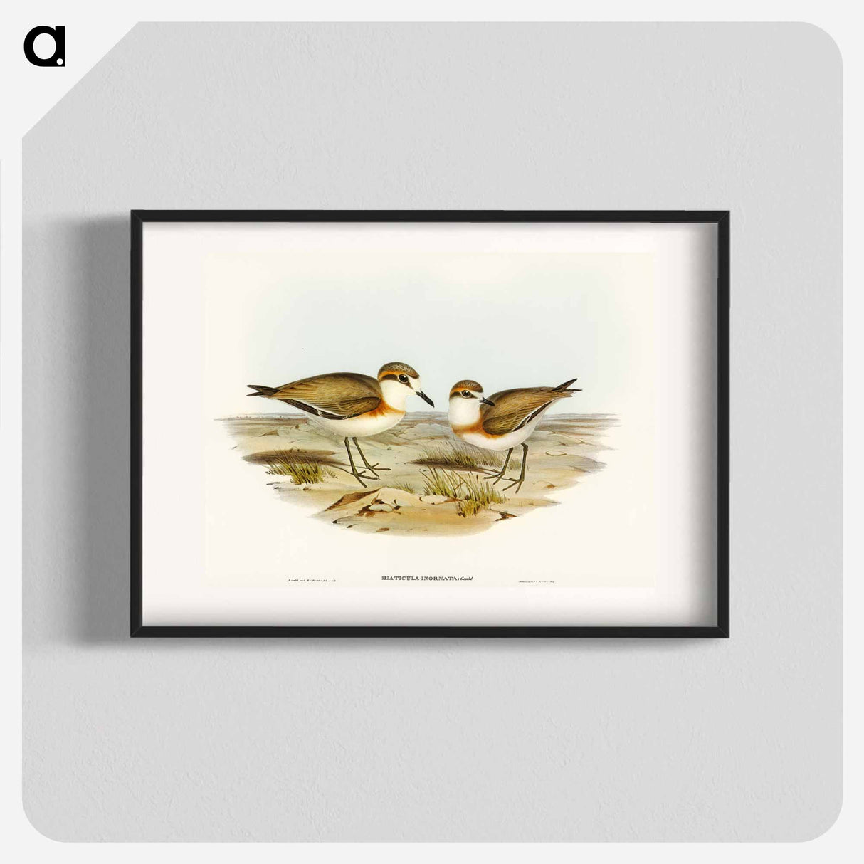 Allied Dottrel
 - オーストラリアの鳥 Poster.