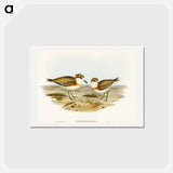 アートポストカード-Allied Dottrel
 - オーストラリアの鳥 Postcard.