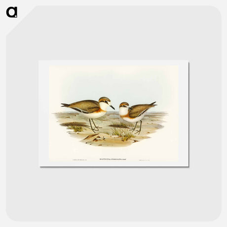 アートポストカード-Allied Dottrel
 - オーストラリアの鳥 Postcard.