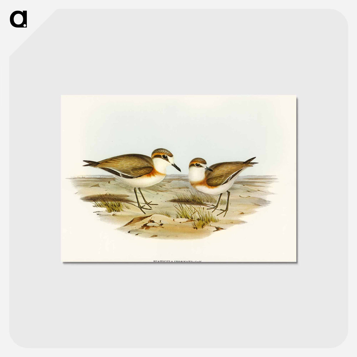 アートポストカード-Allied Dottrel
 - オーストラリアの鳥 Postcard.