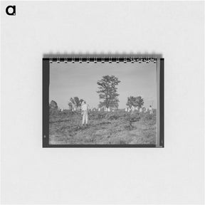 アートメモ帳-Aldridge Plantation - ドロテア ラング Memo.