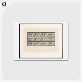 アートポストカード-Horse and Box
 - エドワード マイブリッジ Postcard.