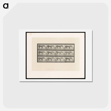 アートポストカード-Horse and Box
 - エドワード マイブリッジ Postcard.