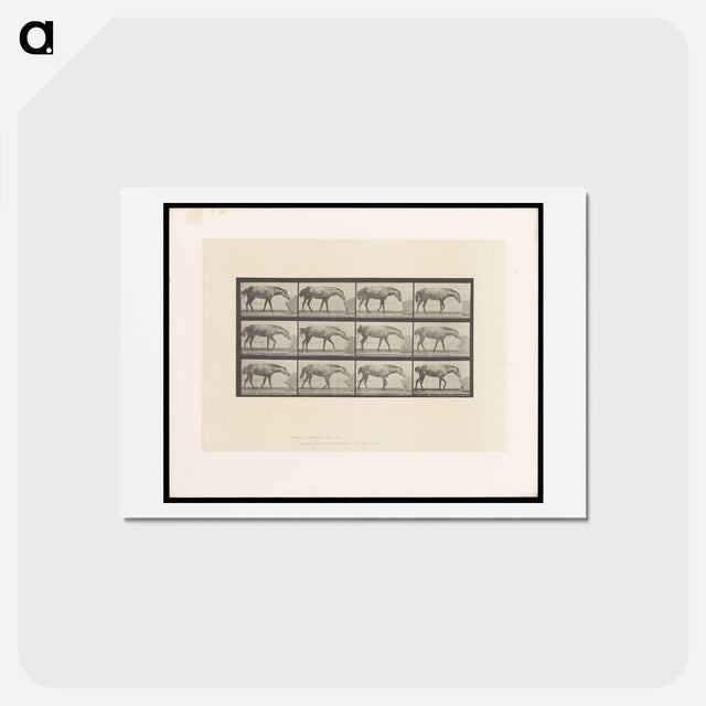 アートポストカード-Horse and Box
 - エドワード マイブリッジ Postcard.