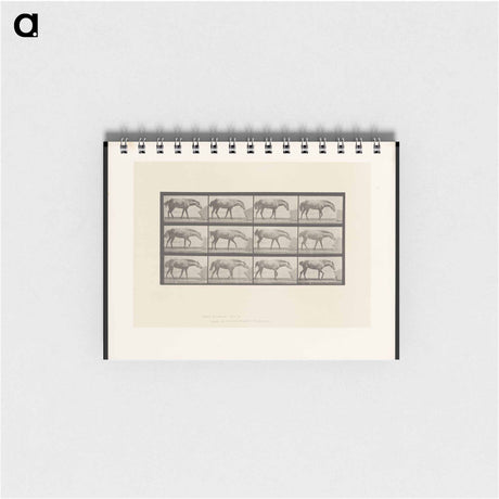 アートメモ帳-Horse and Box
 - エドワード マイブリッジ Memo.