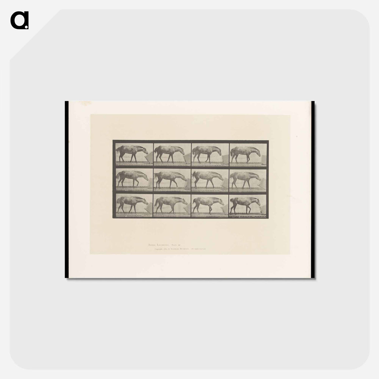 アートポストカード-Horse and Box
 - エドワード マイブリッジ Postcard.