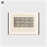 アートポストカード-Horse and Box
 - エドワード マイブリッジ Postcard.