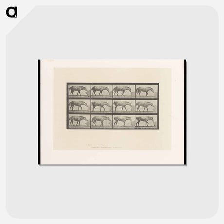 アートポストカード-Horse and Box
 - エドワード マイブリッジ Postcard.