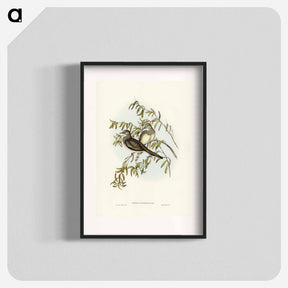 アートポスター-Peaceful Ground Dove
 - ジョン グールド Poster.
