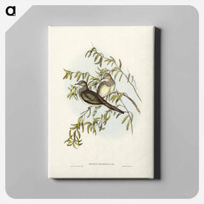 アートパネル-Peaceful Ground Dove
 - ジョン グールド Canvas.