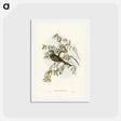 アートポストカード-Peaceful Ground Dove
 - ジョン グールド Postcard.
