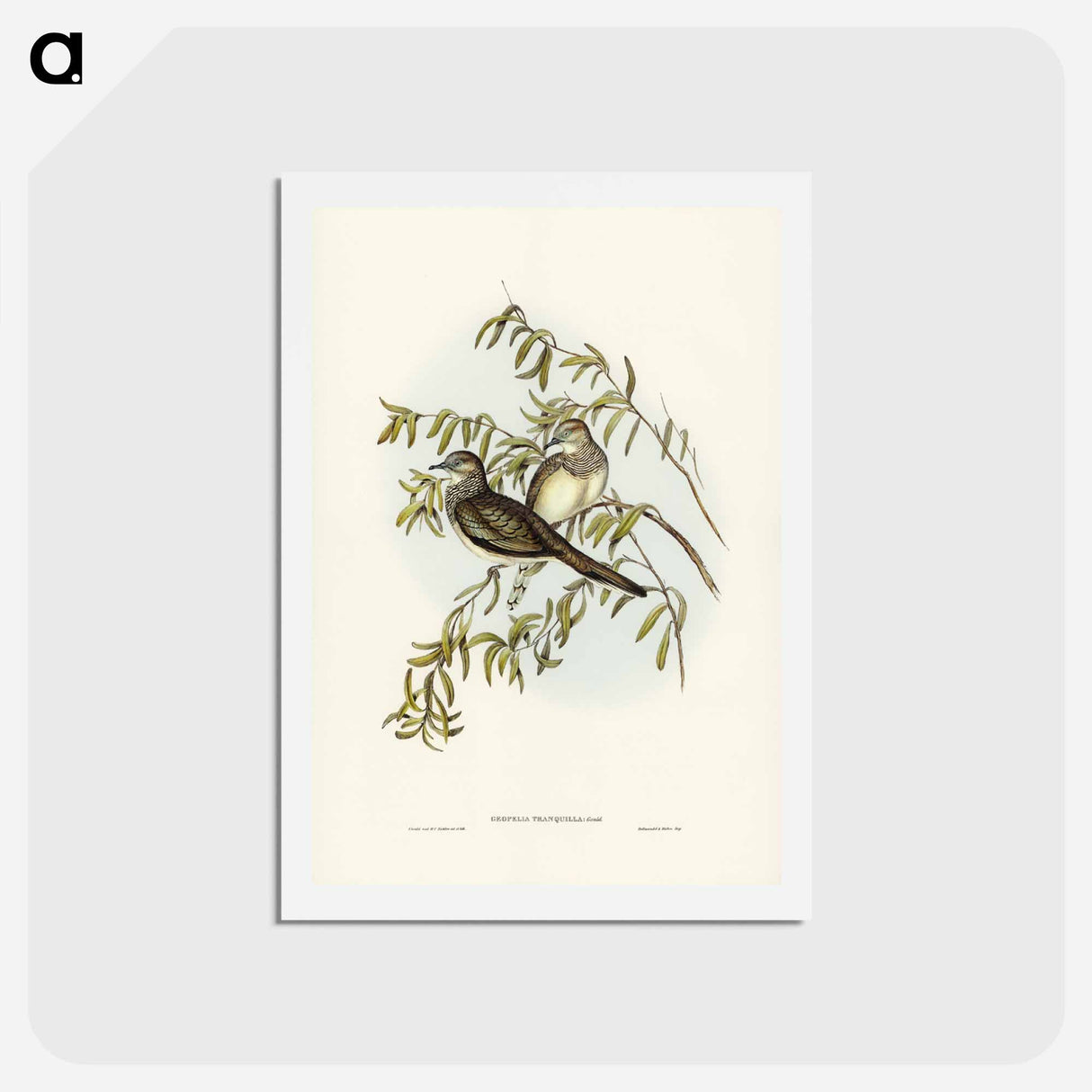 アートポストカード-Peaceful Ground Dove
 - ジョン グールド Postcard.