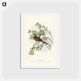 アートポストカード-Peaceful Ground Dove
 - ジョン グールド Postcard.